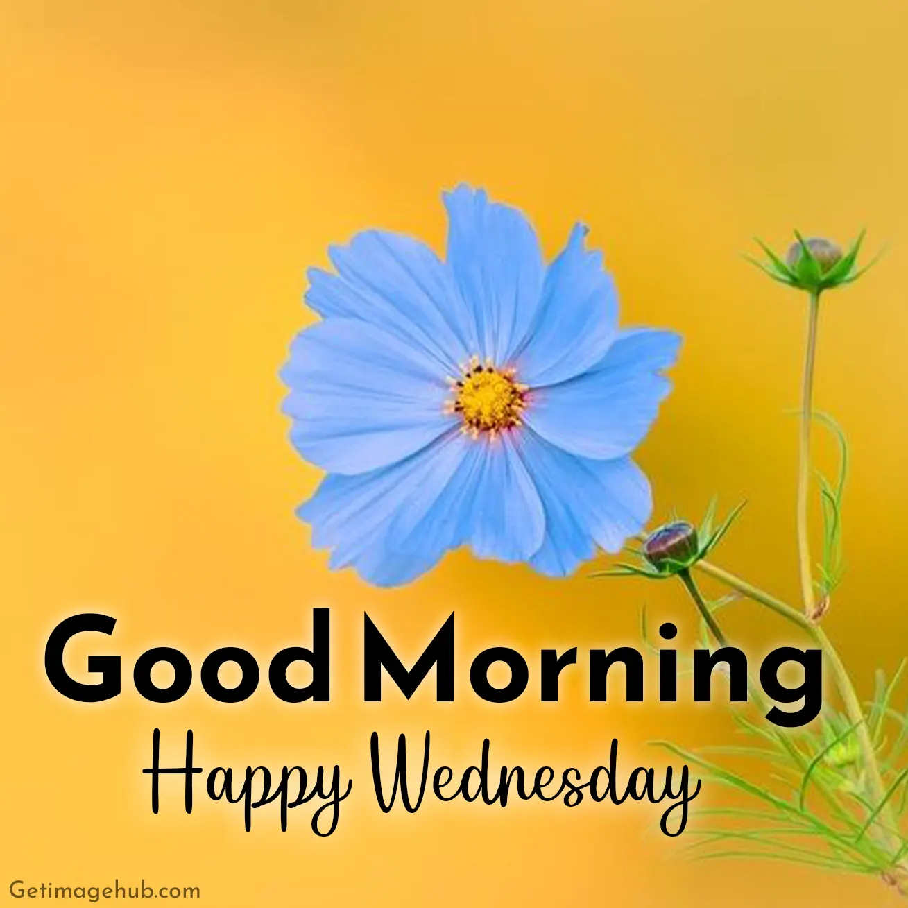 good morning wednesday pictures