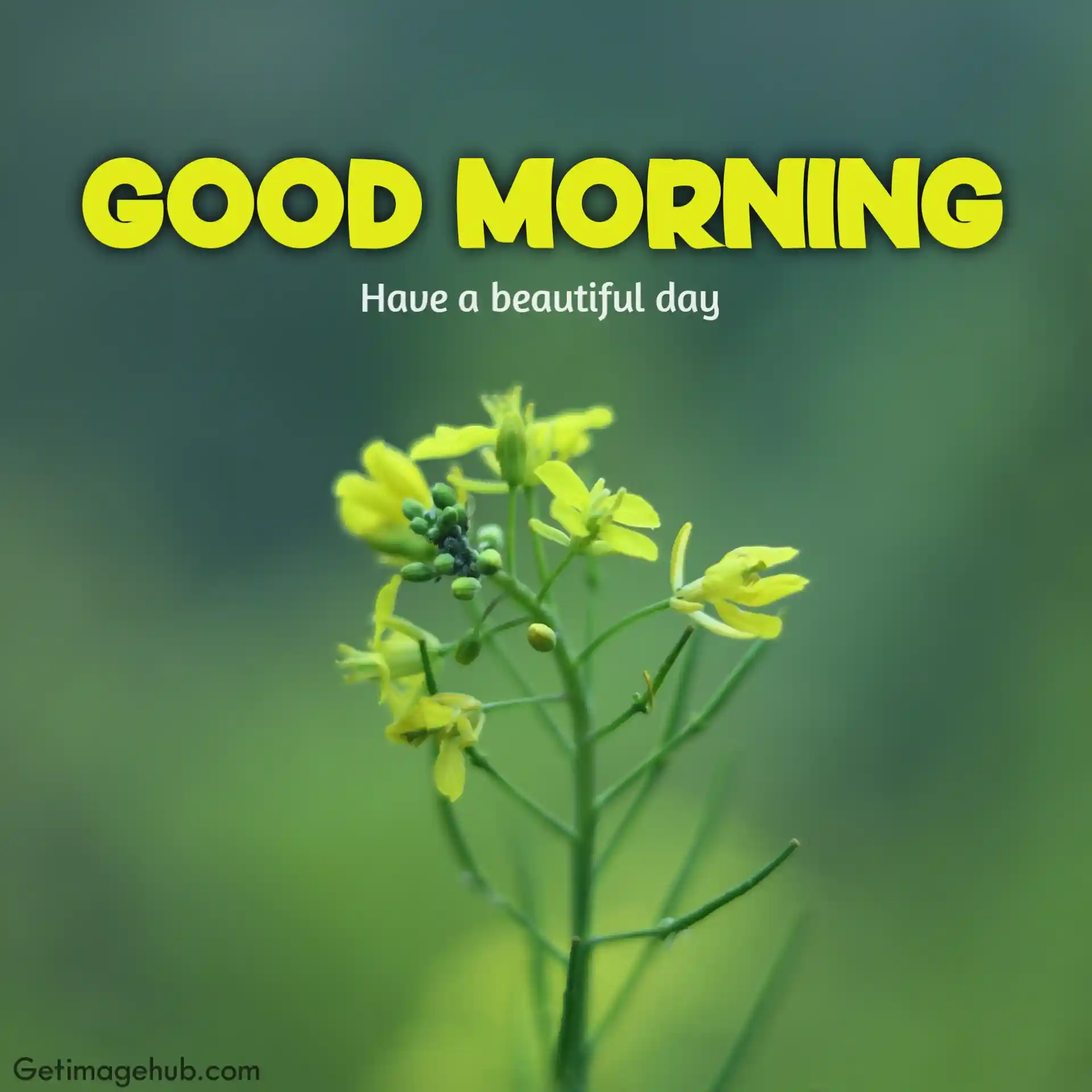 Yellow single flower good morning picture