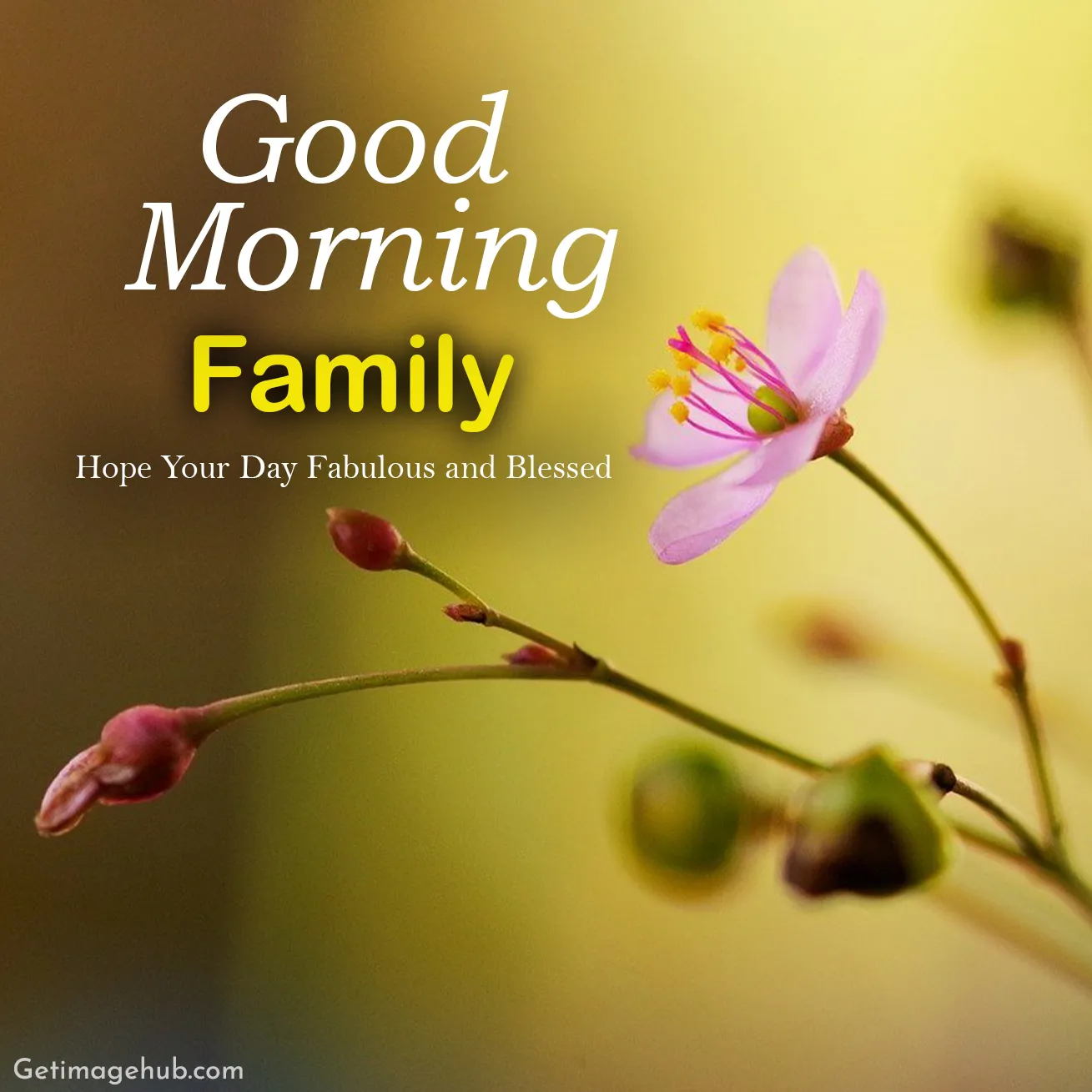 Good morning, family photos and wishes