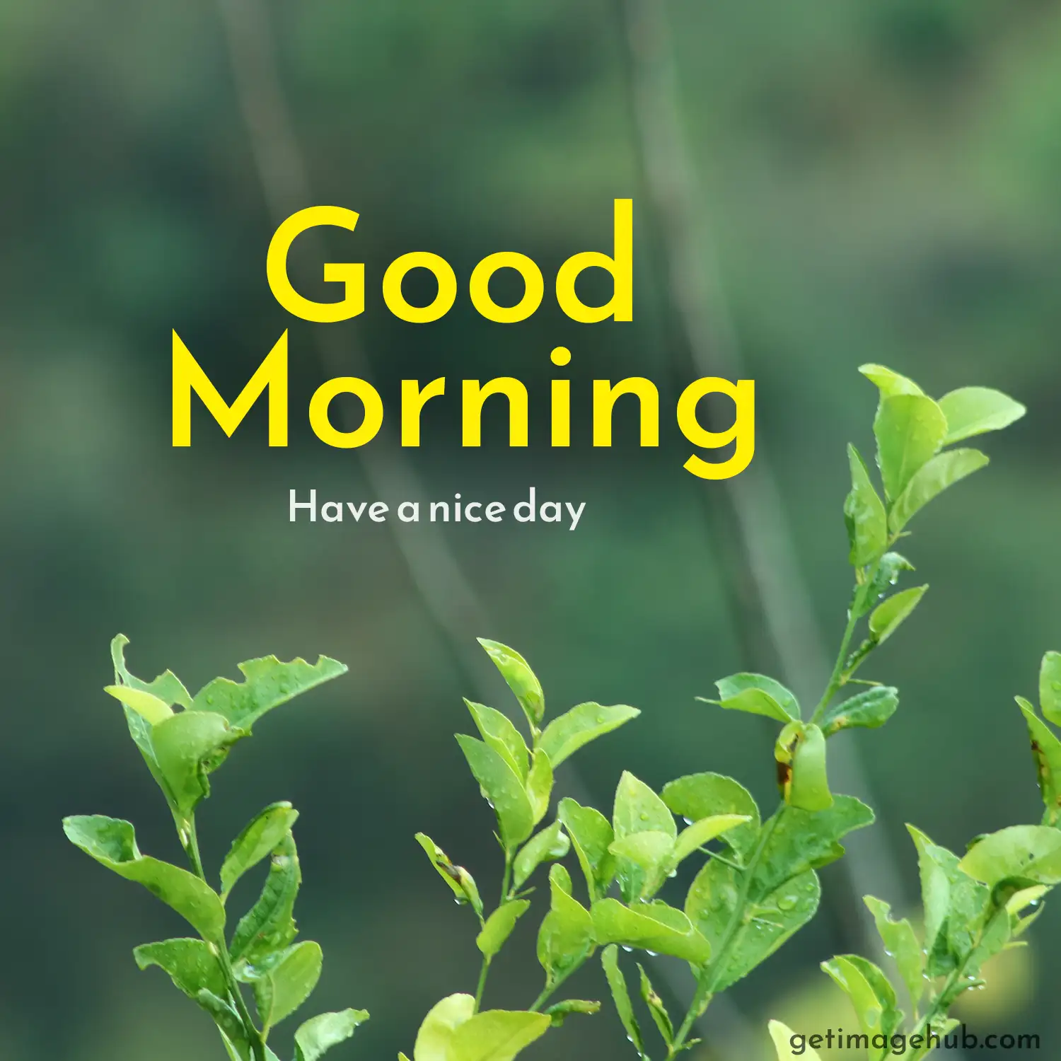 good morning nature pictures