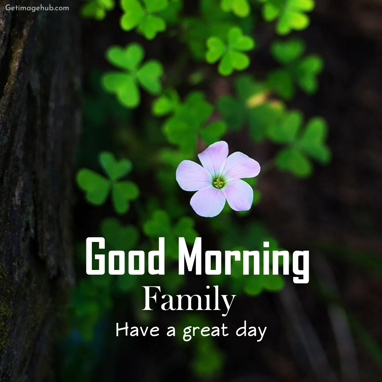 Good morning, my family.