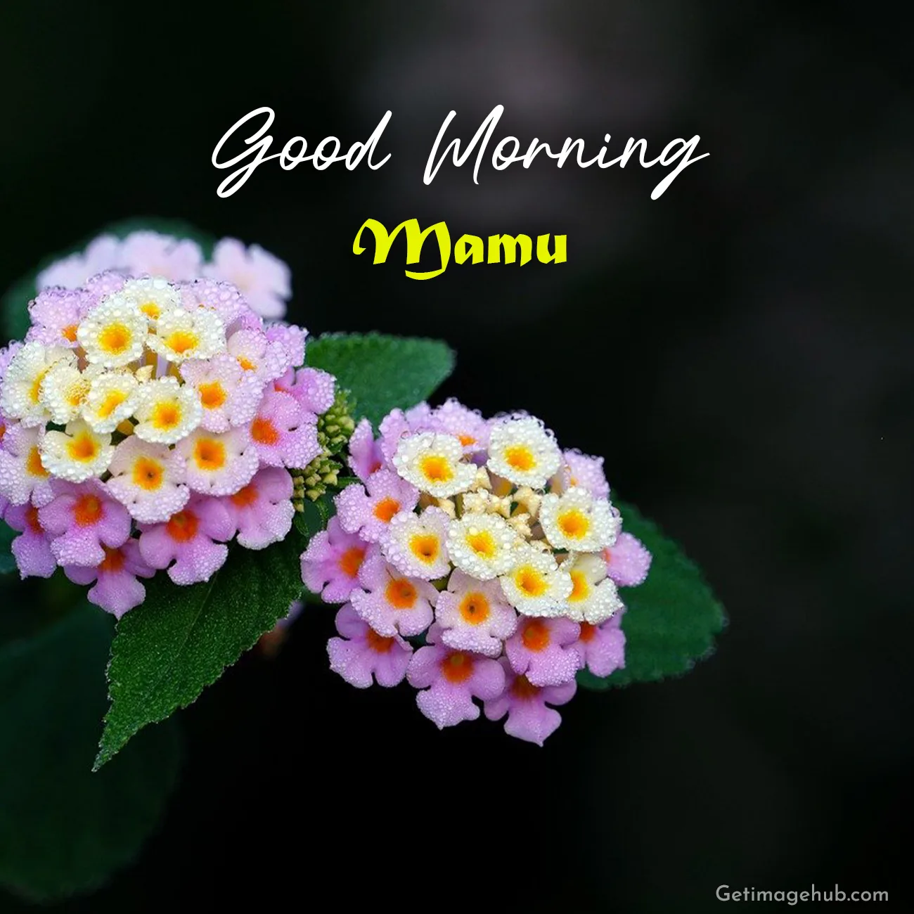 Good morning Mamu photo